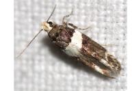 Recurvaria leucatella
