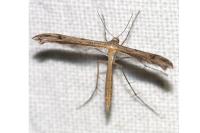 Stenoptilia