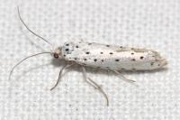 Yponomeuta