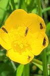 Micropterix calthella