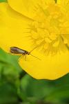 Micropterix calthella