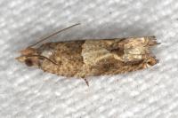 Crocidosema plebejana