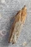 Eucosma gr. cana
