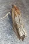 Eucosma gr. cana