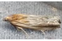 Eucosma gr. cana