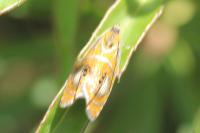 Olethreutes arcuella
