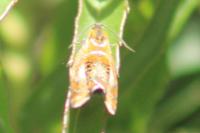 Olethreutes arcuella