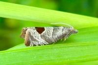 Notocelia uddmanniana