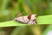 Notocelia uddmanniana