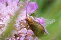 Nemophora metallica