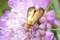Nemophora metallica