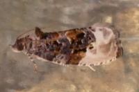 Hedya nubiferana