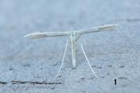 Adaina microdactyla/Hellinsia  carphodactyla