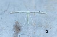 Adaina microdactyla/Hellinsia  carphodactyla