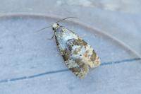 Phalonidia manniana