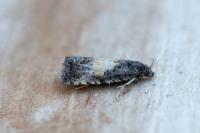 Endothenia nigricostana