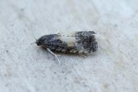 Endothenia nigricostana