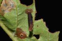 Coleophora hemerobiella