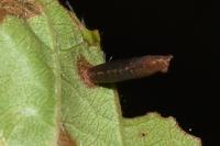 Coleophora hemerobiella