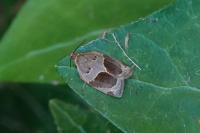 Clepsis dumicolana