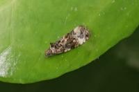 Endothenia gr. gentianaeana