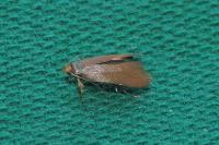 Crassa unitella
