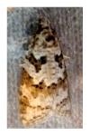 Cnephasia