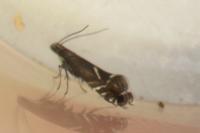 Glyphipterix simpliciella