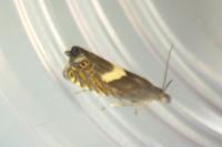 Dichrorampha petiverella