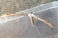 Emmelina monodactyla