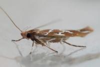 Pyroderces argyrogrammos
