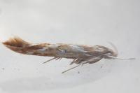 Pyroderces argyrogrammos