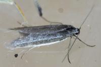 Pleurota ericella