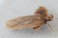 Helcystogramma triannulella