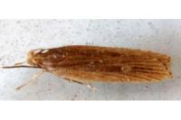 Helcystogramma triannulella