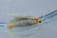 Pleurota