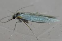 Pleurota