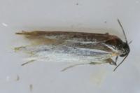 Pleurota
