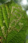 Stigmella floslactella