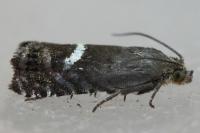 Grapholita