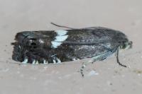 Grapholita