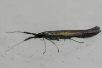 Coleophora