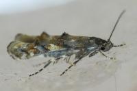 Mompha miscella