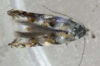 Mompha miscella