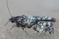 Dichrorampha