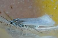 Elachista argentella