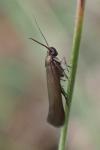 Scythris
