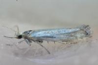 Plutella xylostella