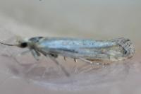Plutella xylostella