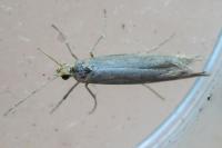 Plutella xylostella